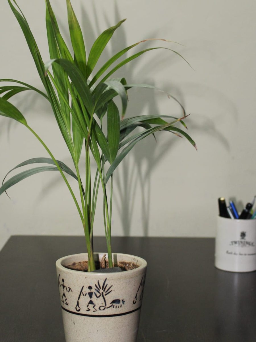 Potted Areca Palm