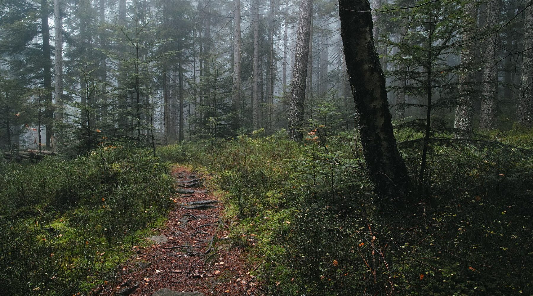 Moody foggy forest path