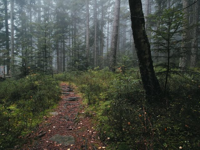Moody foggy forest path