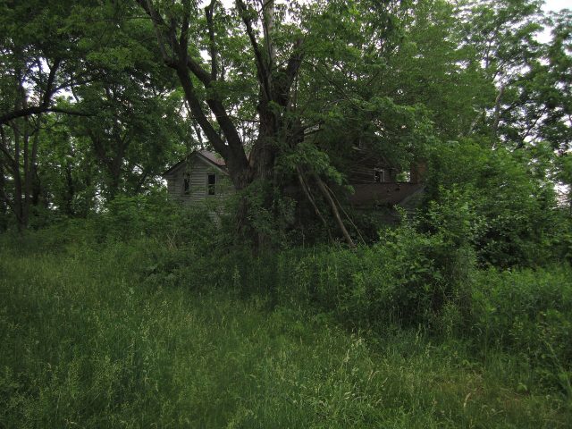 Abandoned overgrown farmhouse